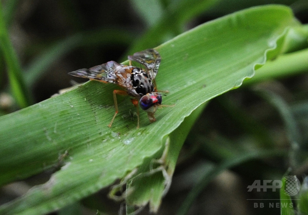 精子競争では大きさも重要に、研究 精子競争では大きさも重要に、研究