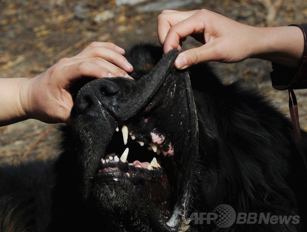 日本人7歳女児が大型犬に襲われ重傷 ニュージーランド 写真1枚 国際ニュース Afpbb News