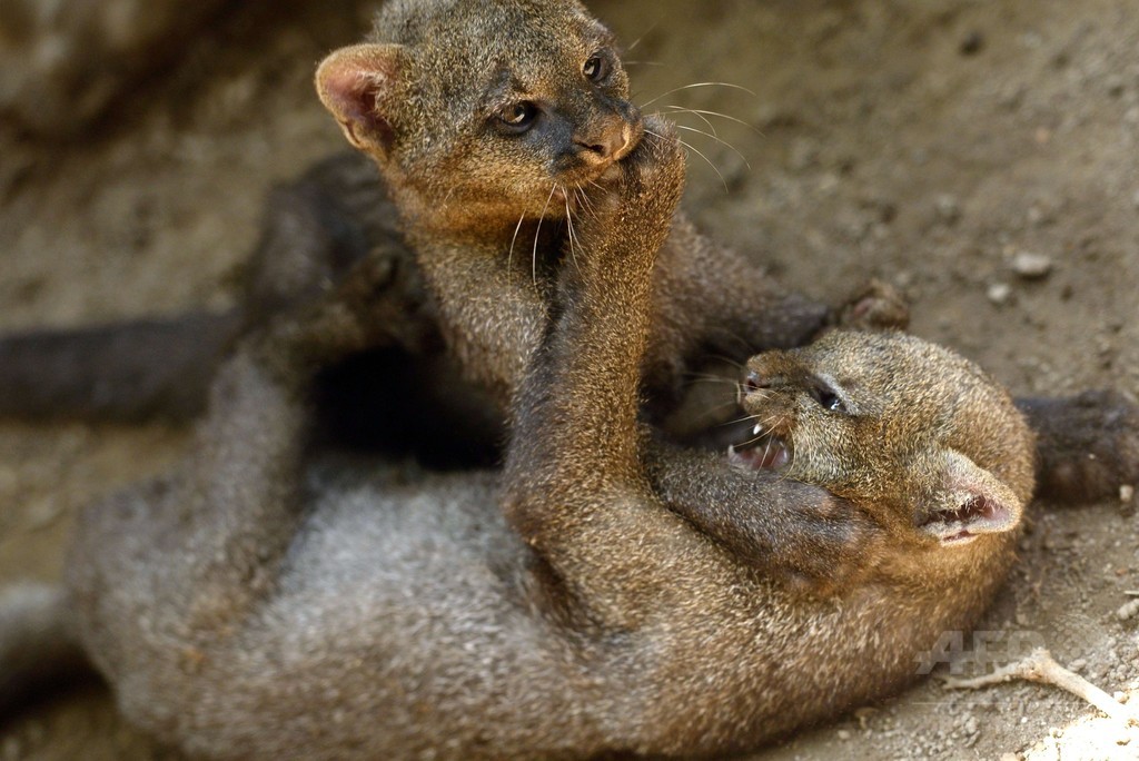 じゃれ合うジャガランディの赤ちゃんたち、エルサルバドル 写真8枚 国際ニュース：AFPBB News