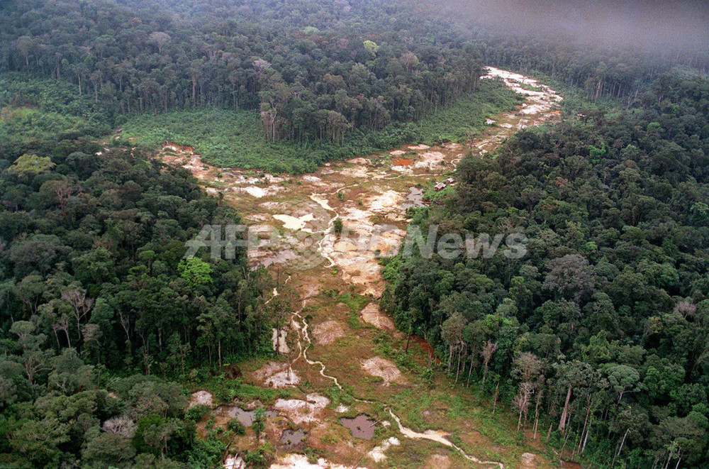 アマゾン熱帯雨林の60 30年までに減少の危機 写真4枚 国際ニュース Afpbb News