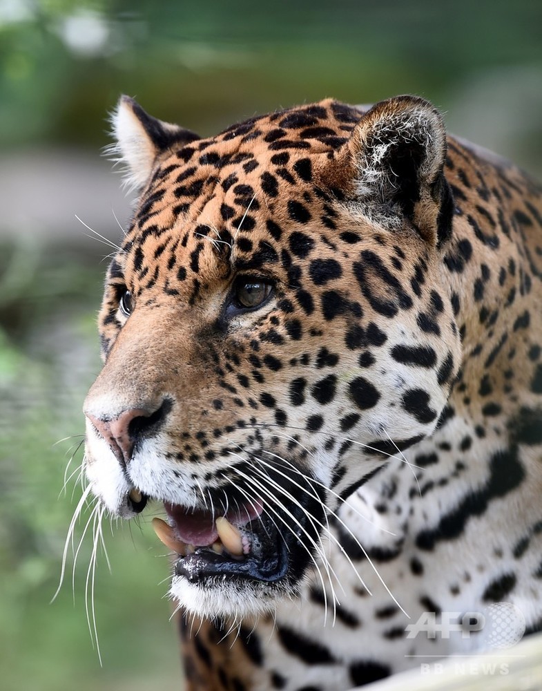 米動物園のジャガー 防護柵越え自撮り試みた女性襲う 写真1枚 国際ニュース Afpbb News