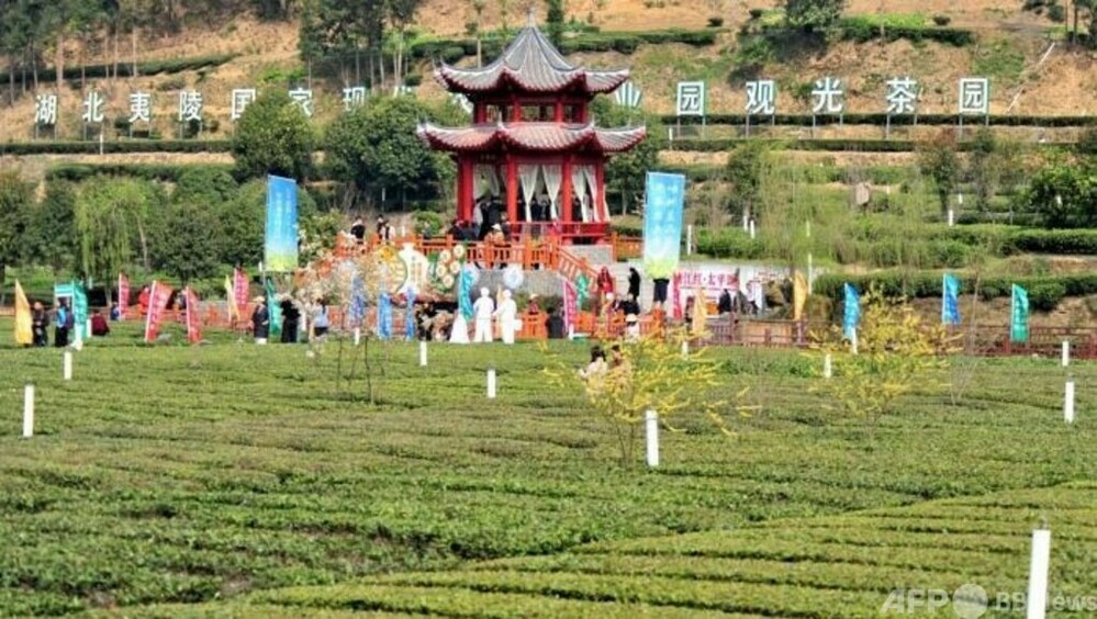 三峡ダム地区の「早春茶」の茶摘みが始まった・中国
