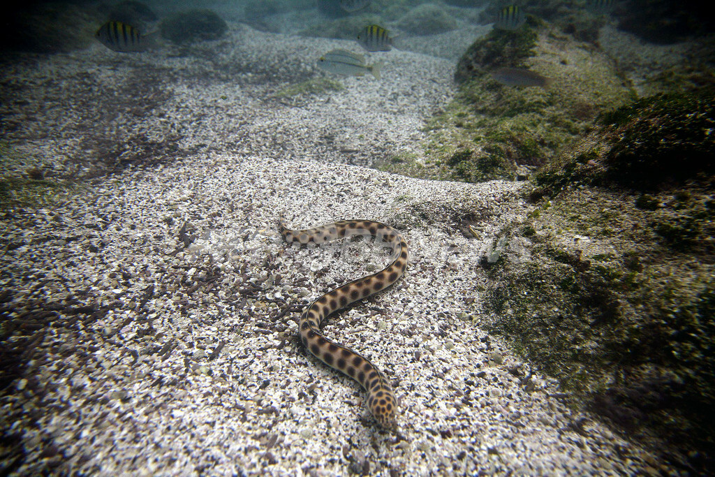 ガラパゴス諸島サン クリストバル島の動物たち 国際ニュース Afpbb News