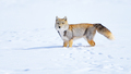雪の中で活動するチベットスナギツネ（2021年1月23日撮影）。(c)Xinhua News