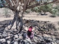 イエメン南西部シマヤティーン地区で、家畜の世話をするファウズィアさん。(c)MEE/Nasser al-Sakkaf