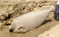 エジプト文化省が公開した南部ルクソール（Luxor）で発掘された古代エジプト王朝のファラオ、アメンホテプ3世（Amenhotep III）像の巨大な頭部（2010年2月28日公開）(c)AFP