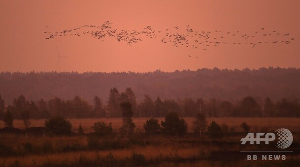 夕焼け空を飛ぶ渡り鳥、ドイツ 写真10枚 国際ニュース：AFPBB News