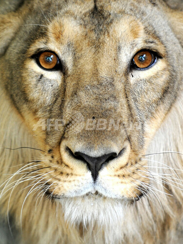 絶滅危ぐ種のインドライオン、インド 写真3枚 国際ニュース：AFPBB News