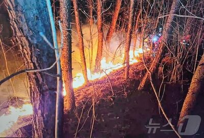 行政・経済性中心から“気候適応性中心”へ…韓国で迫られる「造林政策の作り直し」