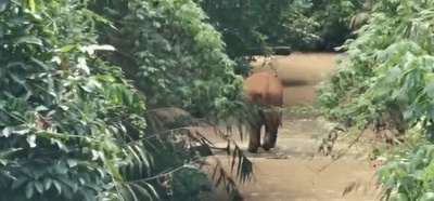 群れから離れたアジアゾウ、生息地に戻される 各生理的指標は正常