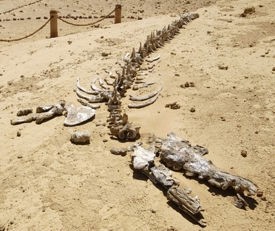 エジプト「クジラ渓谷」の遺産に欧州外交官の車突入
