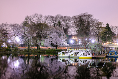 【今日の1枚】夜空を桜色に染めて 東京・井の頭恩賜公園