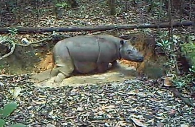 インドネシアのカリマンタン島でスマトラサイを撮影