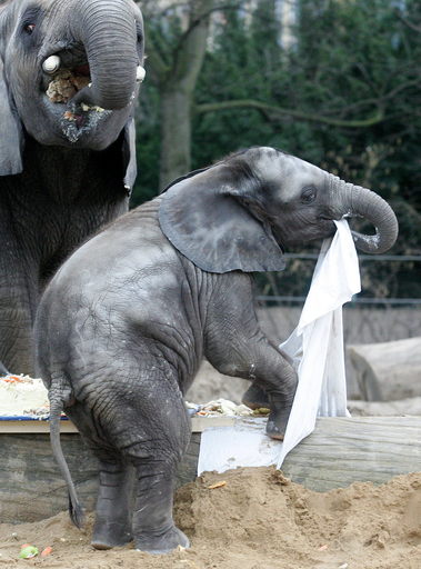 1歳の誕生日、「バースデー・ケーキ」を味わう子ゾウ - ドイツ