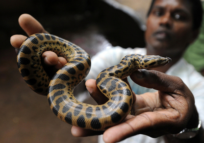スリランカの動物園でアナコンダの赤ちゃん誕生