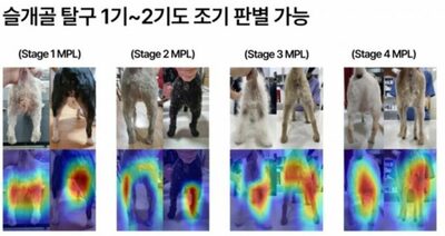 子犬の後ろ姿だけ1万5000枚撮り…「膝蓋骨脱臼」明らかにした韓国スタートアップ