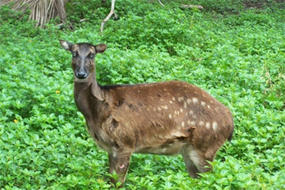 フィリピンで希少種のシカ、生息の痕跡を発見
