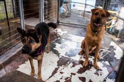 450万円の例も…ペット連れ移住困難で置き去り急増 香港