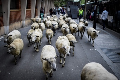 住宅地で羊の放牧、都市に田舎の平穏を 仏パリ郊外