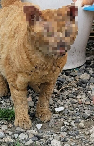 動物保護法改正も実効性低く…韓国で「動物虐待」がやまない理由