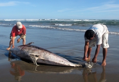 ペルー政府、イルカ大量死の調査結果を発表 「自然の原因」