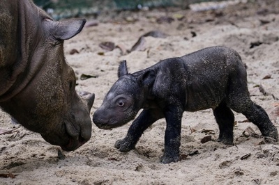 生まれたばかり、絶滅危惧のスマトラサイの赤ちゃん インドネシア