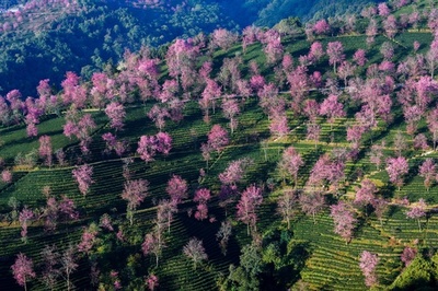 冬を飛び越し!? 山桜が満開に 中国雲南省・大理