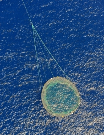 シー・シェパード、地中海でクロマグロ800匹を「解放」