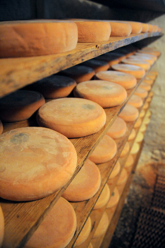 大腸菌感染で子ども死亡、生乳チーズとの関連を調査 フランス