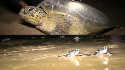 動画:絶滅危惧種アオウミガメ、都市海岸で見守られ産卵 パキスタン