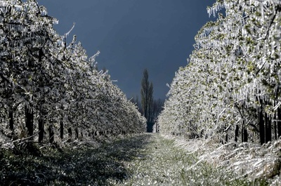 氷に覆われた果樹園で花ほころぶ スイス・アルプス