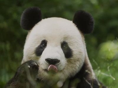 動画:中国、国家公園設立から2年 希少動物の生息数が増加