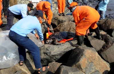 インド沿岸で石油流出、ウミガメの営巣活動への影響懸念