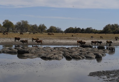 水を求めて泥地に集まる動物たち…干ばつのボツワナ