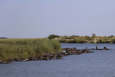 ボツワナでバッファロー400頭超が水死、ライオンに追われ川に殺到か