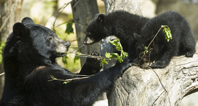 まだまだ子ども、ドイツ動物園のクロクマの兄弟