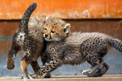 元気いっぱい、チーターの赤ちゃん屋外デビュー 独動物園