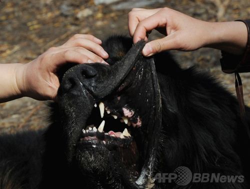 日本人7歳女児が大型犬に襲われ重傷 ニュージーランド 写真1枚 ファッション ニュースならmode Press Powered By Afpbb News