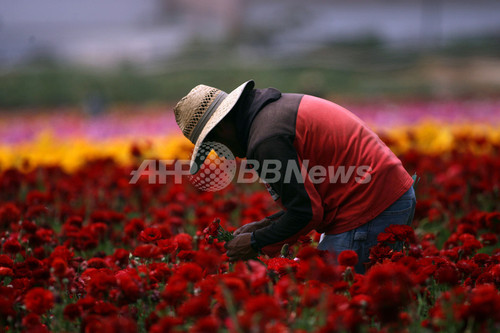 サンディエゴの花畑で一面満開のラナンキュラス 写真11枚 ファッション ニュースならmode Press Powered By Afpbb News