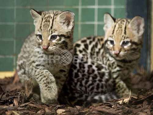 お母さん大好き オセロットの赤ちゃん ベルリン動物園 写真10枚 ファッション ニュースならmode Press Powered By Afpbb News