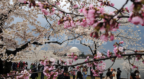 花曇りのワシントンd C タイダル ベイスンの桜 写真枚 ファッション ニュースならmode Press Powered By Afpbb News