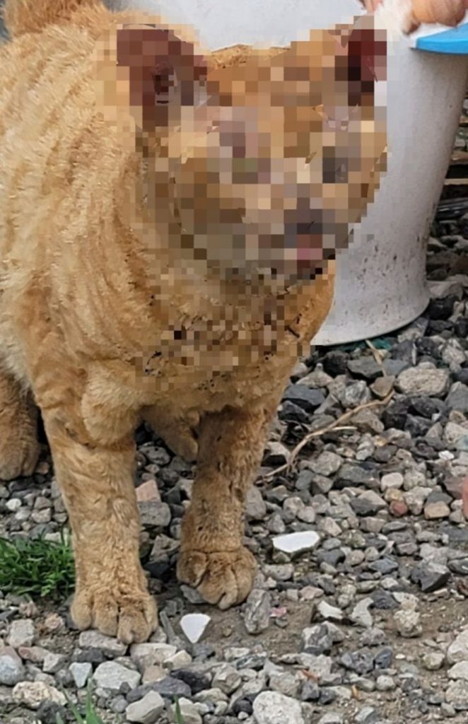 　2月ごろから釜山のある工場地帯で虐待を受けたと推定される猫＝釜山の保護団体提供(c)NEWSIS