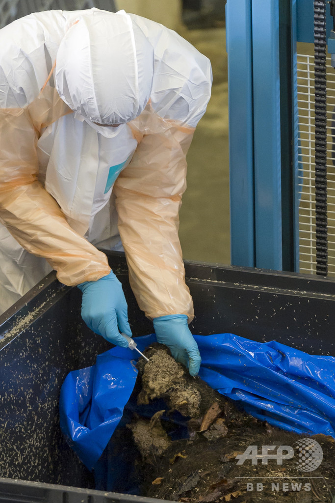 アフリカ豚コレラ フランスにも迫る ベルギー国境でイノシシ大量駆除へ 写真6枚 国際ニュース Afpbb News