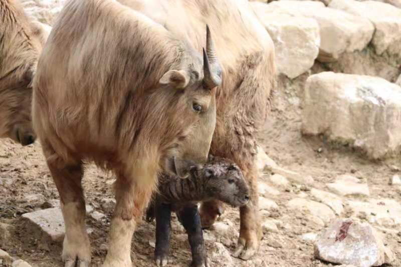 丑年の新年にゴールデンターキンの赤ちゃん誕生 浙江省杭州市 写真8枚 国際ニュース Afpbb News