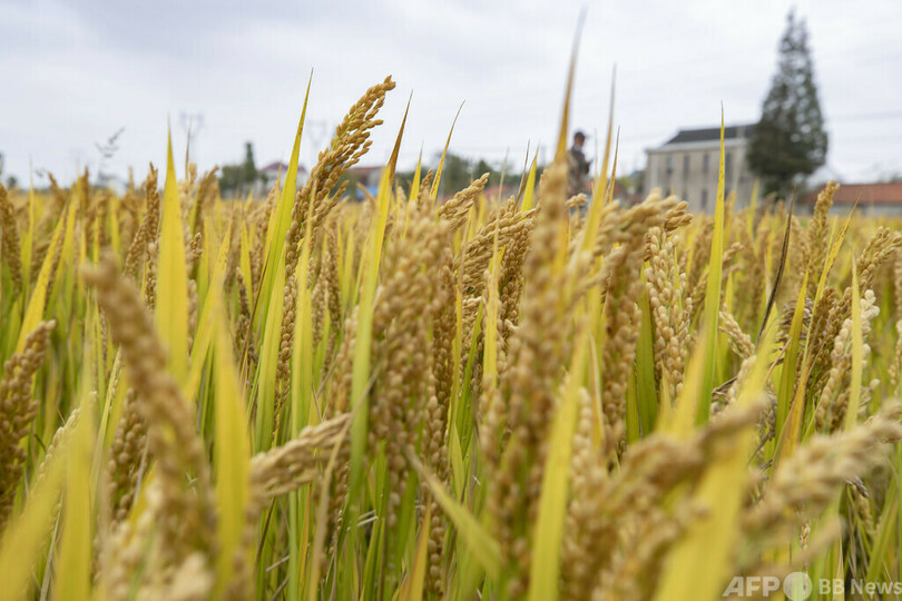 中国・次世代の超高収量米の道を切り拓くブレークスルー