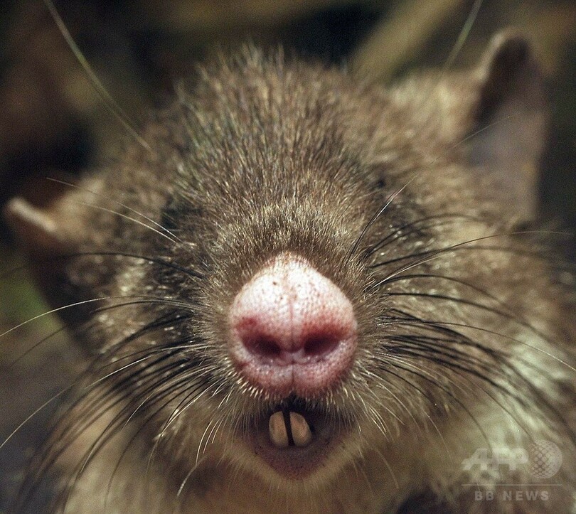 ブタ鼻 の新種ネズミ インドネシアで発見 写真3枚 国際ニュース Afpbb News