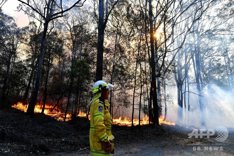 豪森林火災、脱水症状のコアラ2頭救出 数百頭が犠牲の恐れ