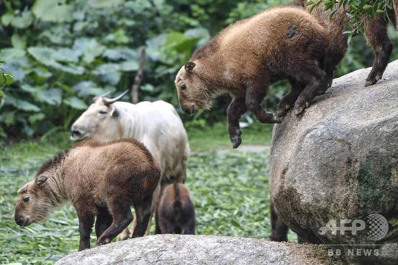 仲良く生活 ターキンの子どもたち 中国 広州の動物園 写真5枚 国際ニュース Afpbb News