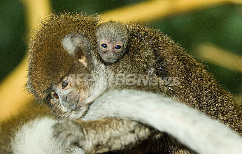 南米原産の珍しいサルに赤ちゃん誕生 米シカゴの動物園 写真2枚 国際ニュース Afpbb News