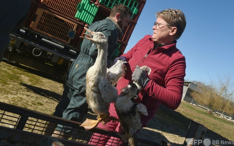 鳥インフルで130万羽を殺処分 フランス南西部